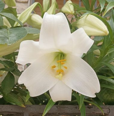 Lauratduch en Hamelin: Flora  (Bojes), Lilium longiflorum, Flor#fotomovil