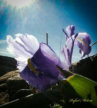 Rafael Molina  en Hamelin: Flora  (Tolox), #invierno20