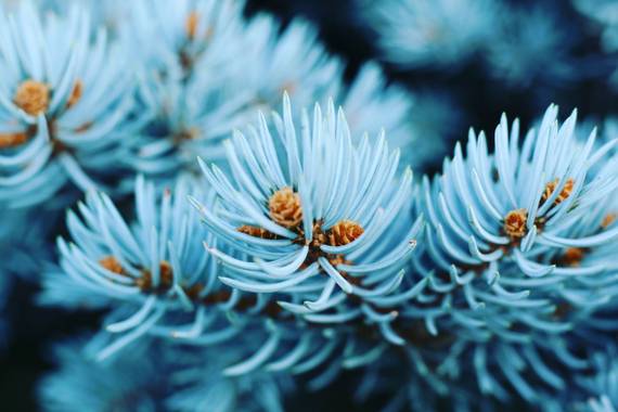 imagiaproducciones en Hamelin: Flora  (Cacabelos), Picea pungens, #arbol #planta #plantaazul #color #otoño #rural #naturalezalove #naturalezagallega #natur...