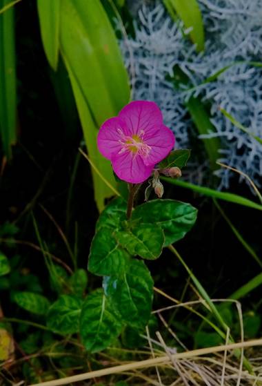 J.huerac en Hamelin: Flora  (San Blas), Oenothera rosea, 🌷 #flora21 