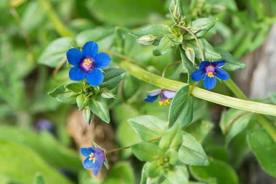 Peremateo en Hamelin: Flora  (Santa Coloma de Gramenet), Lysimachia foemina, #flower.
