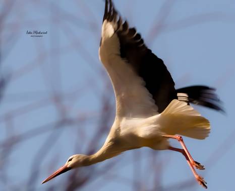 Lidia en Hamelin: Fauna  (Villafranca de Ebro), #aves21 