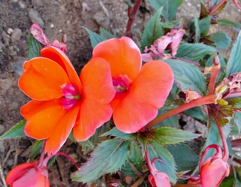 Solerantonio2 en Hamelin: Flora  (Almería), Impatiens walleriana, Planta