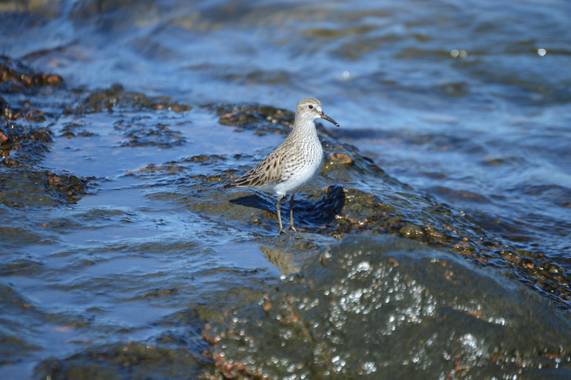 Doro en Hamelin: Fauna  (Maldonado), Calidris fuscicollis (Vieillot, 1819), Playerito rabadilla blanca 