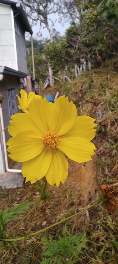 Krished en Hamelin: Flora, Saludo