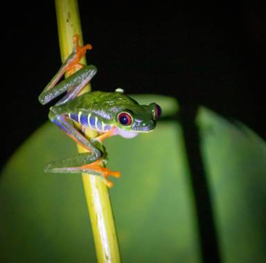 Zuffo.mariana en Hamelin: Fauna  (Cahuita), #fauna #rana #costarica