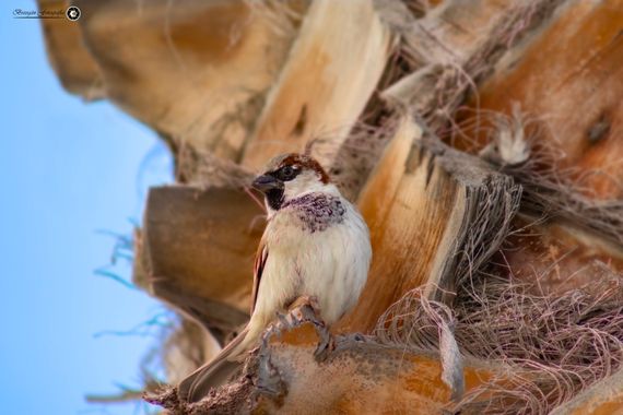 Breogán654 en Hamelin: Fauna  (Calp), Passer domesticus (Linnaeus, 1758), Gorrión común #aves