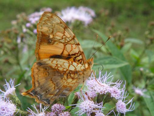 Alejandronemec en Hamelin: Fauna  (Tafí Viejo), Bellisima Naranja (Hypanartia lethe), #alejandronemecfotografias  #trekfotonaruraleza #mariposasdeargentina...