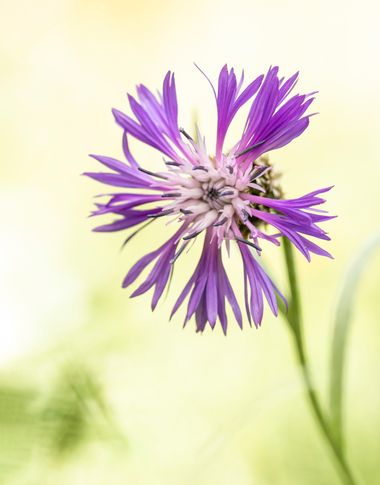 Juanfra.1791 en Hamelin: Flora  (Láujar de Andarax), Centaurea graminifolia (Lam.) Muñoz Rodr. & Devesa, #cumplehamelin 