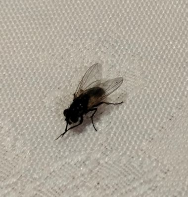 Solerantonio2 en Hamelin: Fauna  (Almería), Insecto