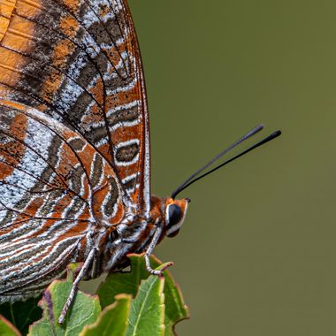 Ignicapillus en Hamelin: Fauna  (Vallirana), Charaxes jasius (Linnaeus, 1767), Mariposa del madroño

También conocido como “Bajá” o “Cuatro colas” este rop...