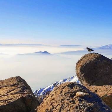 Rody en Hamelin: Fauna  (San José de Maipo), A little falcon looking at the abysm of Los Andes #aves21  #Aves21