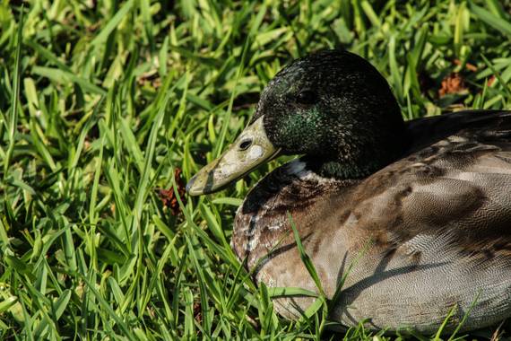 Fotografocendros en Hamelin: Fauna  (Palma), #pato #descansando #bajo #el #sol 