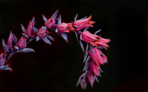 ralphlagarillo en Hamelin: Flora  (Vélez-Málaga), #macroflora 