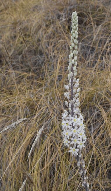 Solerantonio2 en Hamelin: Flora  (Níjar), Drimia maritima, Planta