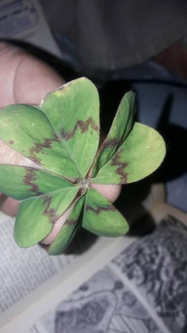 miguel_miki78 en Hamelin: Flora  (Villa Ballester), Oxalis tetraphylla, 🍀💲