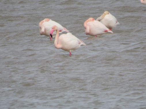 Solerantonio2 en Hamelin: Fauna  (Níjar), Flamenco rosado