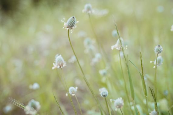 Elenagil.ph en Hamelin: Flora, Plantago lagopus, #flores #flora #natura #natura_love 
