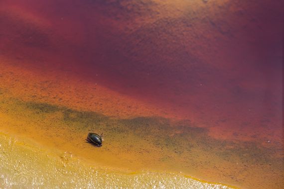 Mararuizasensio en Hamelin: Fauna  (Villarrasa), #fauna #insecto #riotinto #reveladasaefona #huelva #macro #escarabajo 