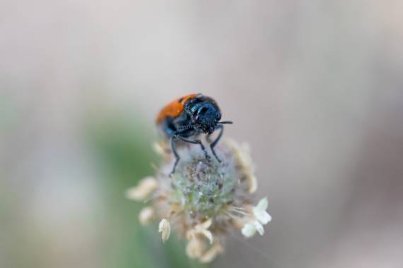 Oscar Fernandez  en Hamelin: Fauna  (Arroyomolinos), La fotografía macro te abre las puertas a un mundo maravilloso lleno de color y de vida, el cual nunca...