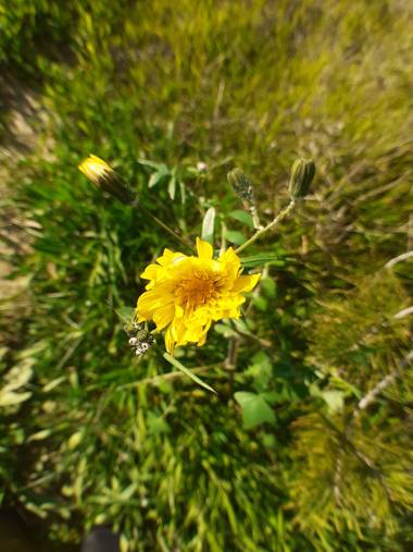 KDias en Hamelin: Flora, ❤