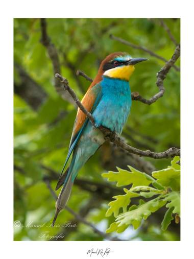 Manuropo39 en Hamelin: Fauna  (Torres del Carrizal), Merops apiaster Linnaeus, 1758
