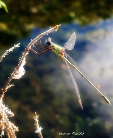 Eva.160968 en Hamelin: Fauna  (Jette), #insecto #libelula 