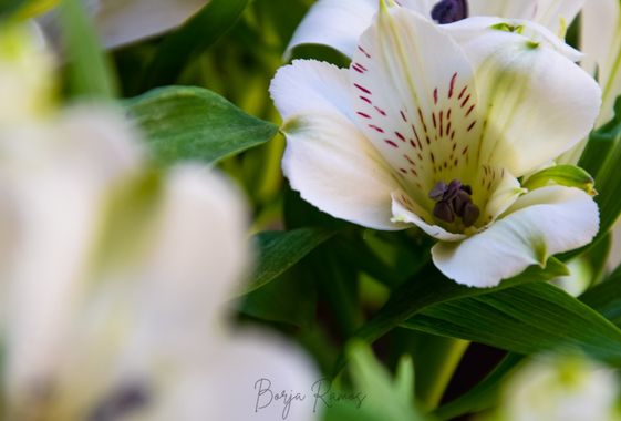 Borja.Ra en Hamelin: Flora  (Toledo), Alstroemeria aurea, 💐Alstroemeria 🌷El nombre Alstroemeria proviene del botánico sueco Alstroemer. El género Alstroe...