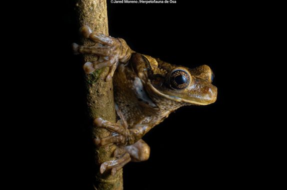 JaredMoreno59 en Hamelin: Fauna 