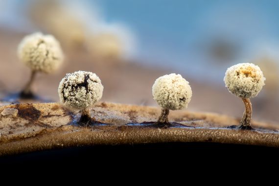 Antonio Jesús Palma Aranda en Hamelin: Observación  (Lora del Río), Un poco más de estos pequeñísimos sujetos que me tienen fascinados. En esta ocasión est...