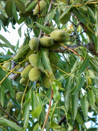 mariale en Hamelin: Flora, Prunus dulcis, 📸 #marialemdza
Provincia de Zamora, primavera 2021.
#Naturaleza #BellezaNatural  #Naturaleza #ParqueNaturalDeLo...