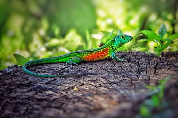 sujkp83 en Hamelin: Fauna 