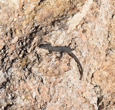 Solerantonio2 en Hamelin: Fauna  (Almería), Reptil