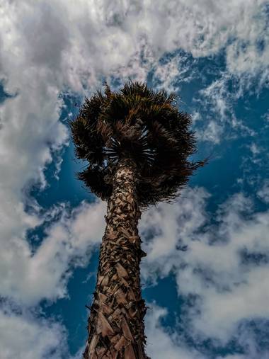 Toti Suárez en Hamelin: Flora  (Telde), Palmera Canaria
#palmera #canarias_life #grancanarias #hamelin #hamelin2021 #hamelin21 #corteza 