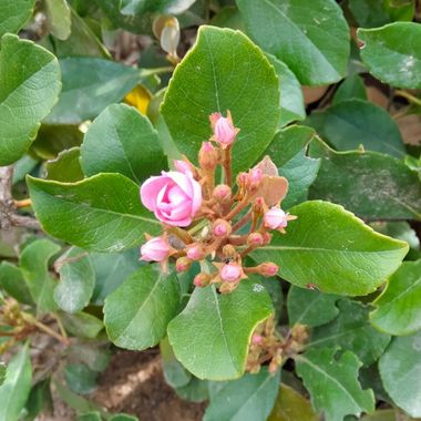 Solerantonio2 en Hamelin: Flora  (Avenida del Mediterráneo), Rhaphiolepis indica, Planta