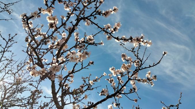 Solerantonio2 en Hamelin: Flora  (Níjar), La flor del almendro