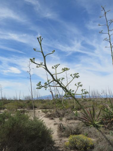Solerantonio2 en Hamelin: Paisaje  (Almería), Coinsidencias visuales