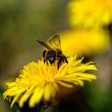 rqsalcedo en Hamelin: Fauna  (Coslada), #abejas 