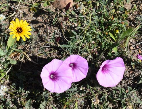 Solerantonio2 en Hamelin: Flora  (Níjar), Convolvulus althaeoides, Planta