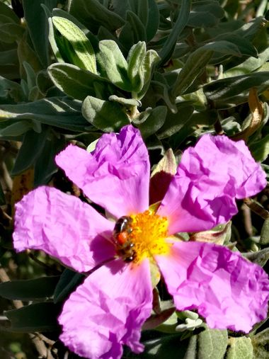 Terapiasmanuales en Hamelin: Flora  (Vall d'Alba), Cistus albidus, #