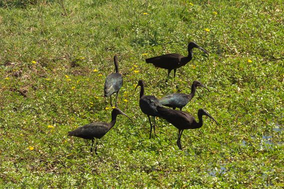 Romareyesg en Hamelin: Fauna  (El Prat de Llobregat), Plegadis falcinellus (Linnaeus, 1766), Espai Natural#Cal Tet#Baix Llobregat