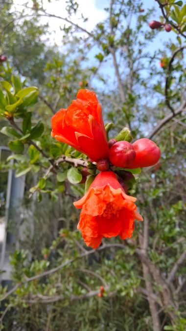 Solerantonio2 en Hamelin: Flora  (Almería), Punica granatum, Flor de la granada