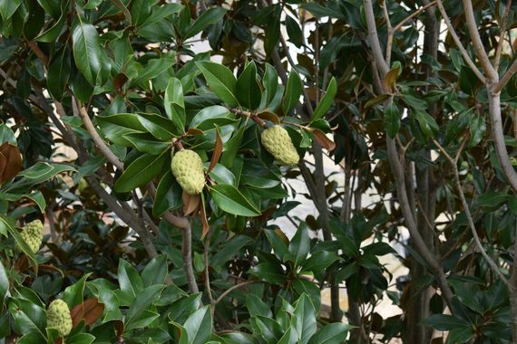 Solerantonio2 en Hamelin: Flora  (Carretera Estella-Lizarra - Cárcar), Magnolia grandiflora, Planta