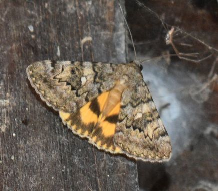 Solerantonio2 en Hamelin: Fauna  (Níjar), Insecto