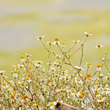 Georginaag en Hamelin: Flora  (Malgrat de Mar), #flora #flor #manzanilla 