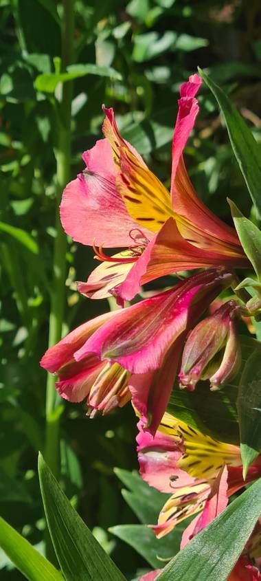 Lauratduch en Hamelin: Flora  (Barcelona), Alstroemeria aurea, fotomovil#flora21#barcelona