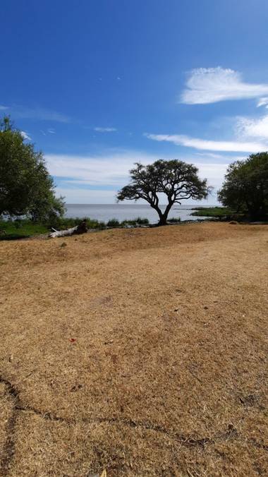 K.loresosa en Hamelin: Paisaje  (Tacuarembó)