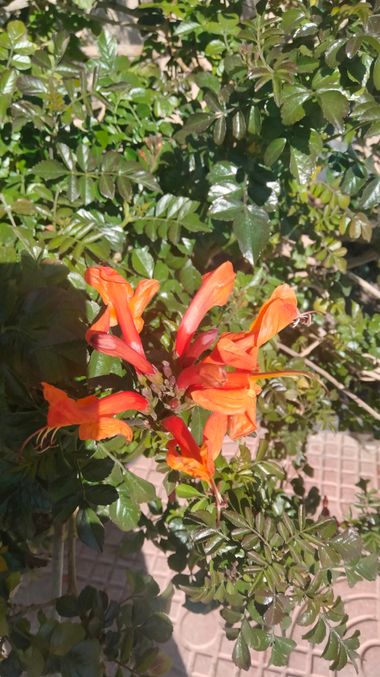 Solerantonio2 en Hamelin: Flora  (Valle de Ricote), Planta