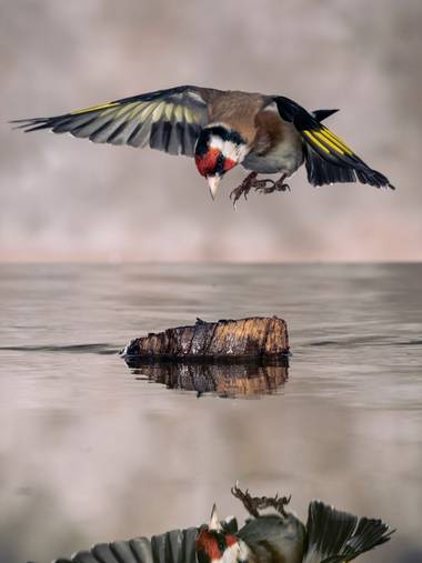 Pablosdoc en Hamelin: Fauna  (el Pont de Vilomara i Rocafort), Carduelis carduelis (Linnaeus, 1758), JILGUERO POSÁNDOSE CON REFLEJO EN AGUA.

#Aves21 #aves...