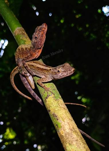 ivandariovertel.97 en Hamelin: Fauna 